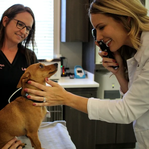 A veterinarian examining a small brown dog with an otoscope while a veterinary assistant smiles in the background.