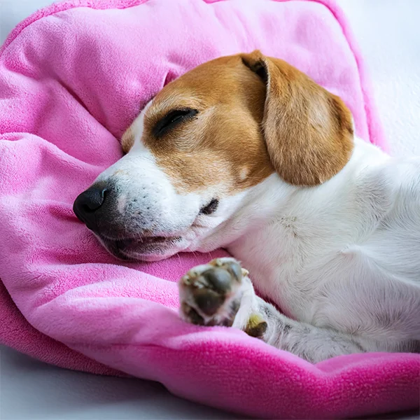 A beagle peacefully sleeping on a soft pink blanket.