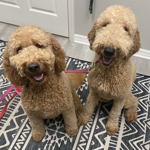 2-cute-puppies two cute golden doodle dogs