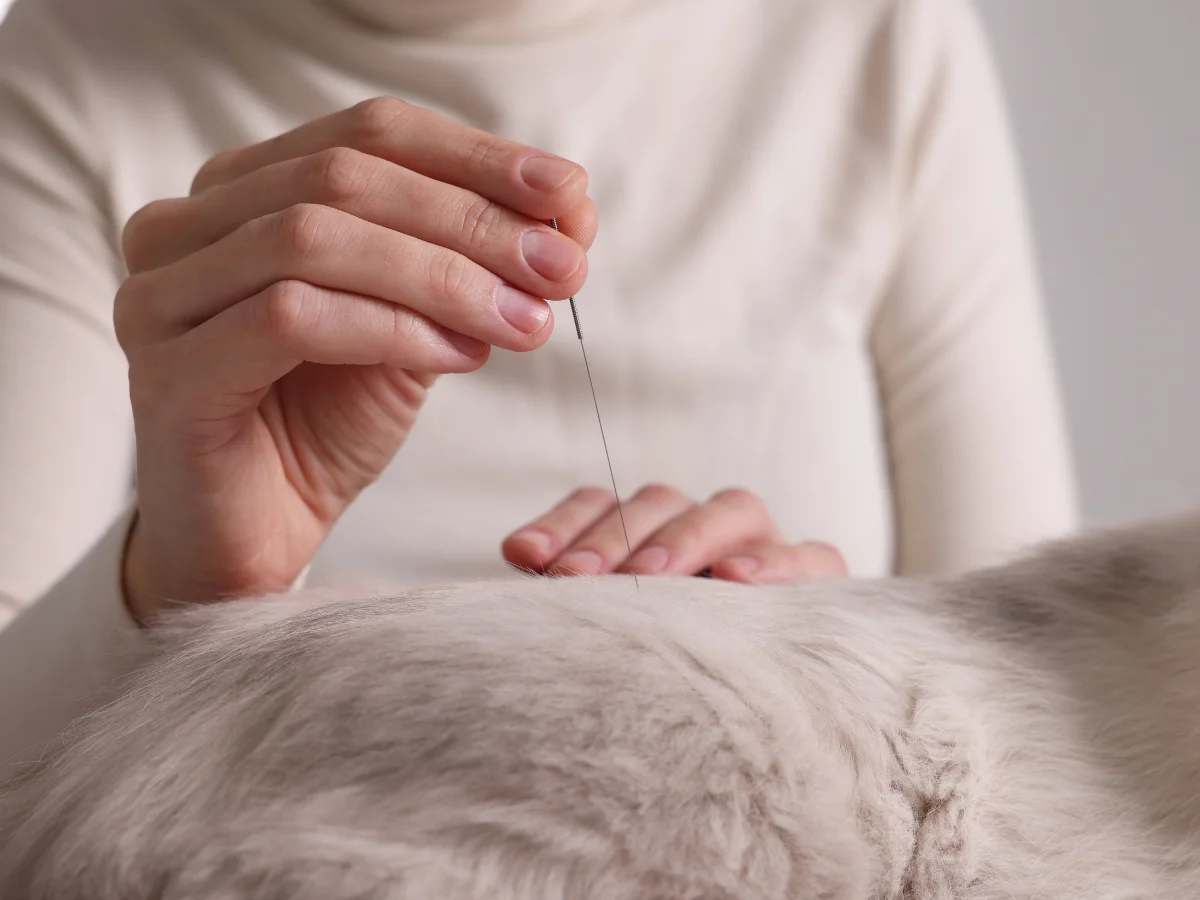 Close-up of a veterinary professional performing acupuncture on a light-colored pet.