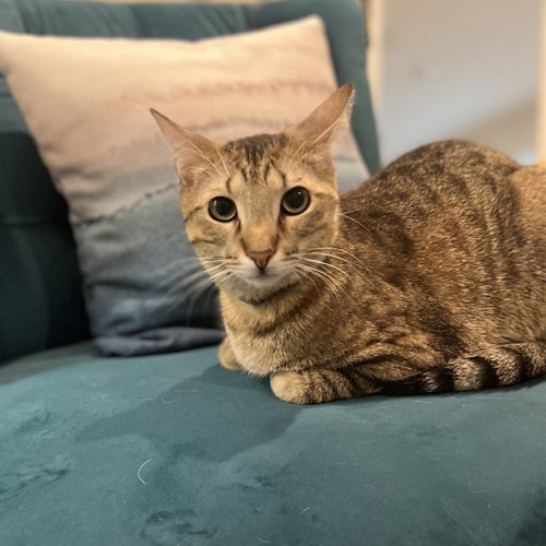 Cat-on-the-sofa Cat laying on sofa