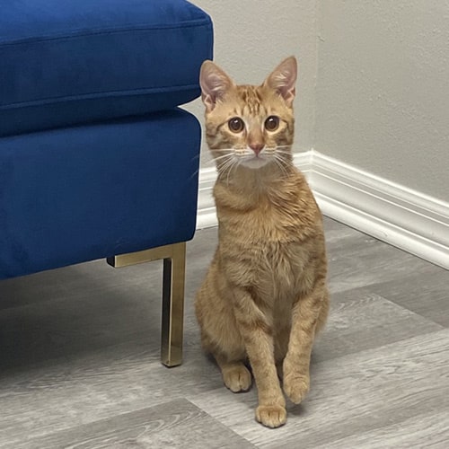 Curious-cat Curious cat