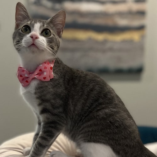 Cute-kitty Cute kitty with pink bowtie