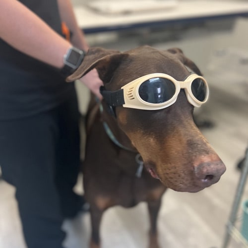 Dog-with-glasses Dog with goggles