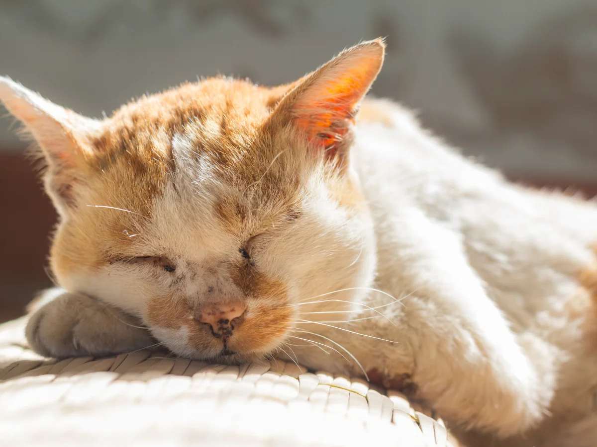 Elderly orange and white cat sleeping in warm sunlight.