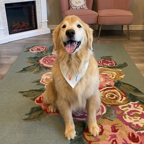 Happy-retriever Happy retriever sitting in waiting room