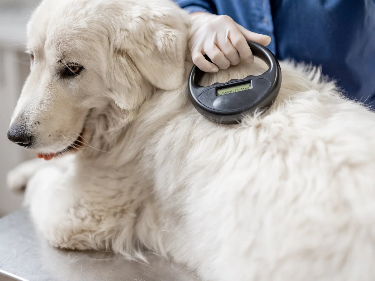 Veterinarian scanning a white dog’s back with a microchip reader.