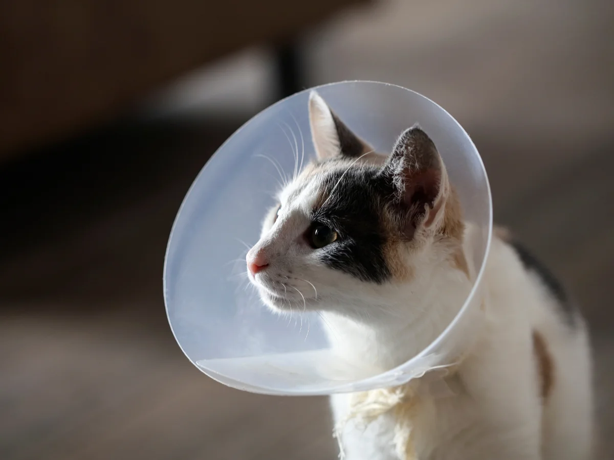 Calico cat wearing a recovery cone after surgery.