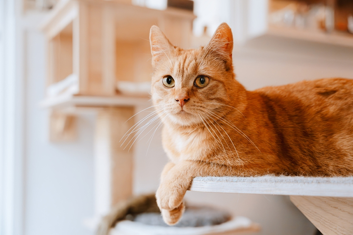 cat sitting on table