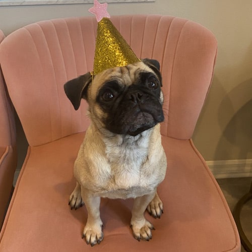 happy-birthday dog sitting in pink chair with birthday hat