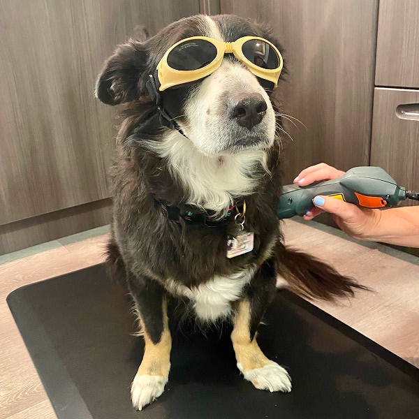 laser therapy dog getting laser therapy