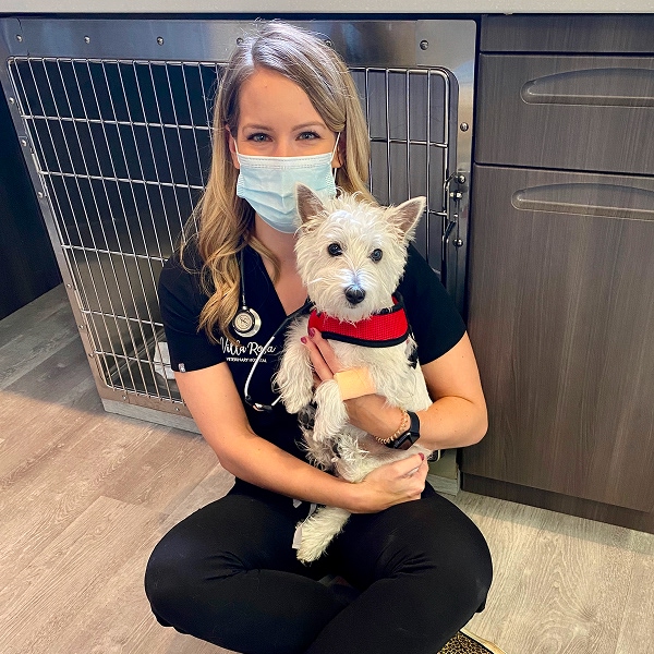 vet with dog vet with dog