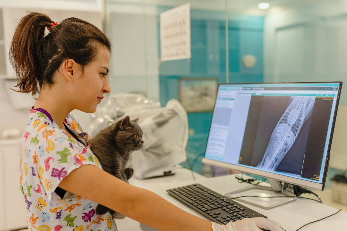 Vet examining Xray